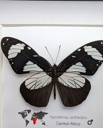 Framed hypolimnas anthedon butterfly: black & white african diadem (6" x 6")