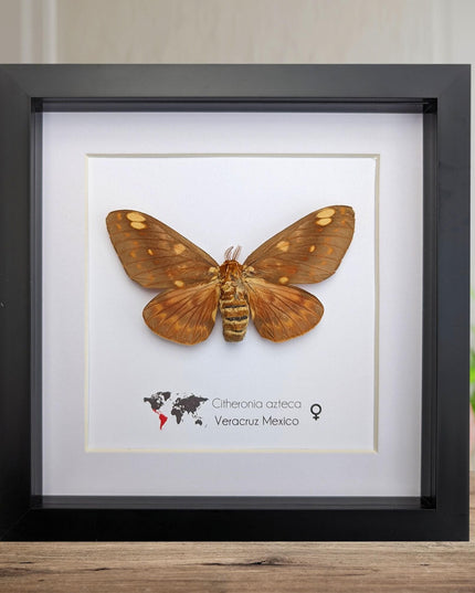 Framed Citheronia Azteca Moth, Taxidermy Wall Decor