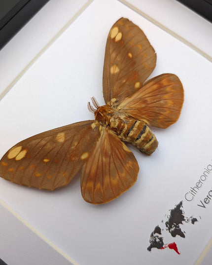 Framed Citheronia Azteca Moth, Taxidermy Wall Decor