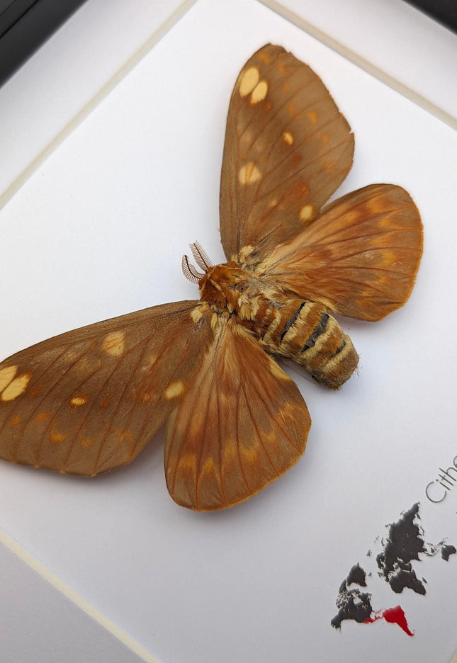 Framed Citheronia Azteca Moth, Taxidermy Wall Decor