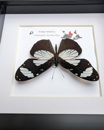 Framed hypolimnas anthedon butterfly: black & white african diadem (6" x 6")