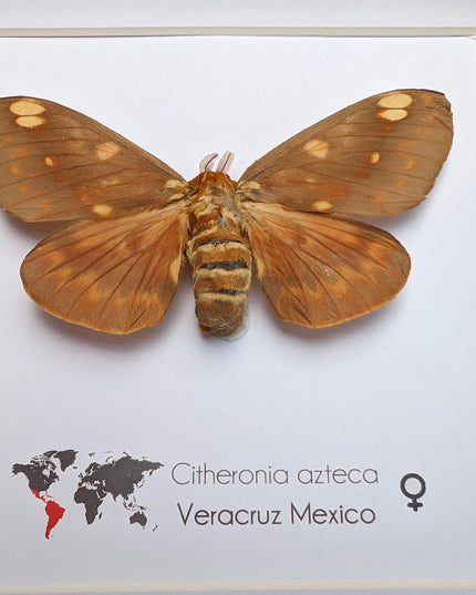 Framed Citheronia Azteca Moth, Taxidermy Wall Decor