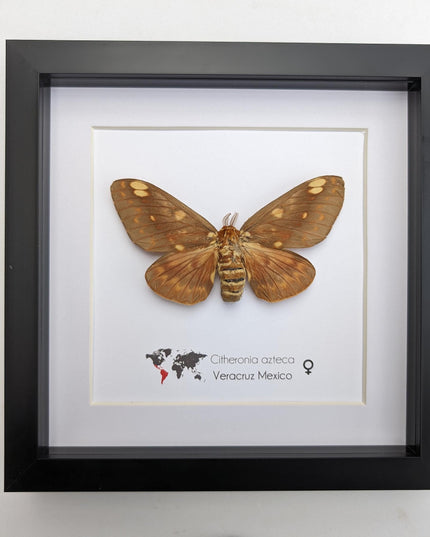 Framed Citheronia Azteca Moth, Taxidermy Wall Decor