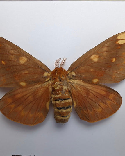 Framed Citheronia Azteca Moth, Taxidermy Wall Decor