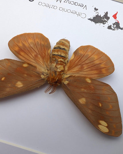 Framed Citheronia Azteca Moth, Taxidermy Wall Decor