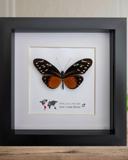 Framed heliconius hecale butterfly: tiger longwing, 6"x6" display