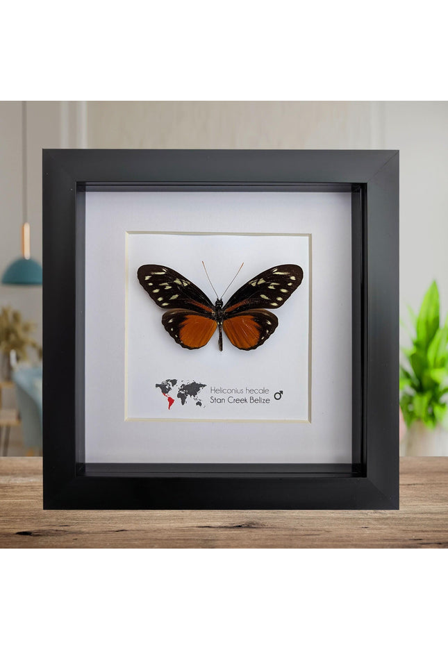 Framed heliconius hecale butterfly: tiger longwing, 6"x6" display