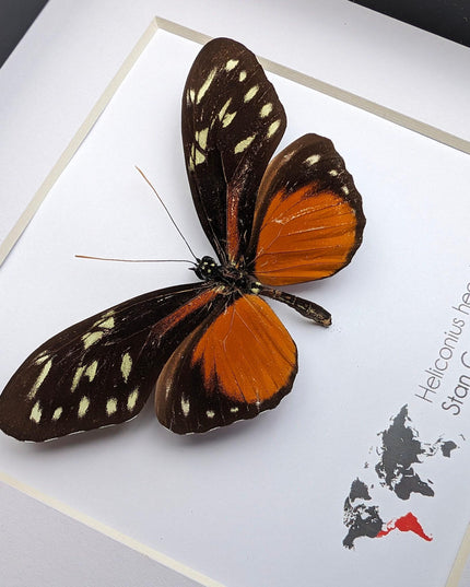 Framed heliconius hecale butterfly: tiger longwing, 6"x6" display