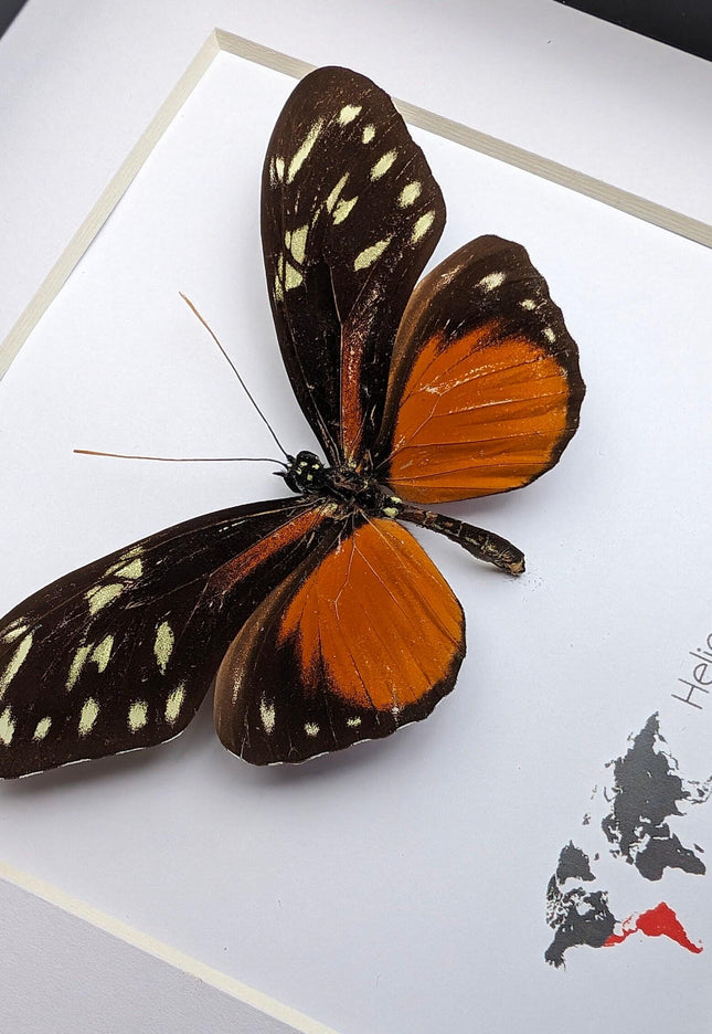 Framed heliconius hecale butterfly: tiger longwing, 6"x6" display