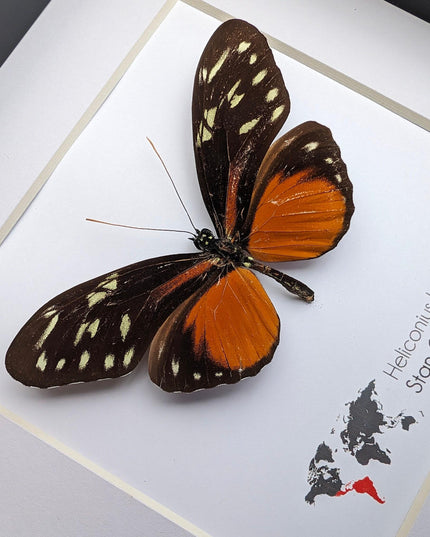 Framed heliconius hecale butterfly: tiger longwing, 6"x6" display