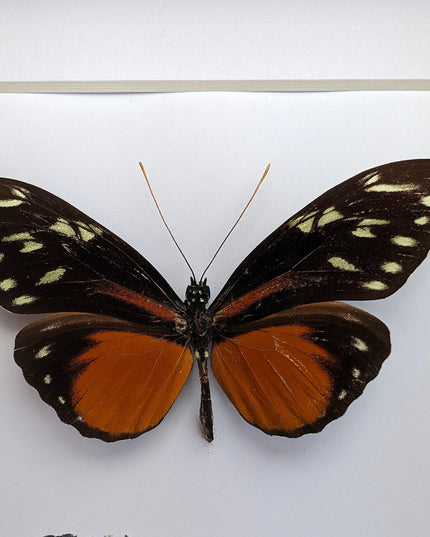 Framed heliconius hecale butterfly: tiger longwing, 6"x6" display