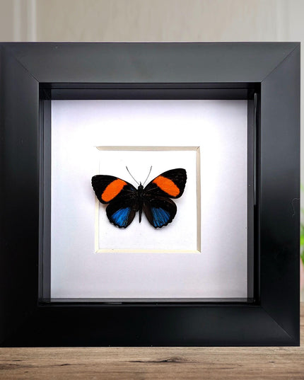 Callicore tolima, blue-and-orange eighty-eight, butterfly from peru, frame 4" x 4"