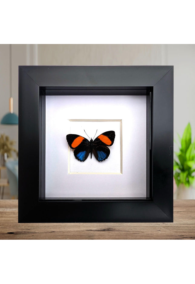 Callicore tolima, blue-and-orange eighty-eight, butterfly from peru, frame 4" x 4"