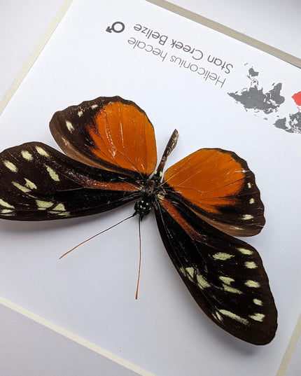 Framed heliconius hecale butterfly: tiger longwing, 6"x6" display