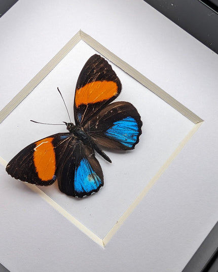 Callicore tolima, blue-and-orange eighty-eight, butterfly from peru, frame 4" x 4"