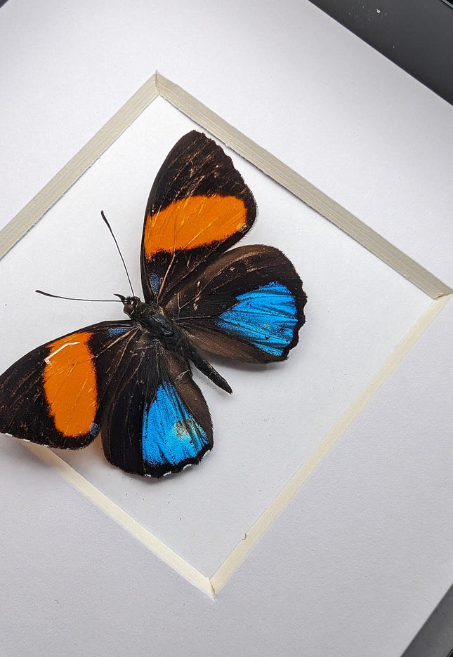 Callicore tolima, blue-and-orange eighty-eight, butterfly from peru, frame 4" x 4"
