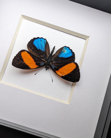 Callicore tolima, blue-and-orange eighty-eight, butterfly from peru, frame 4" x 4"