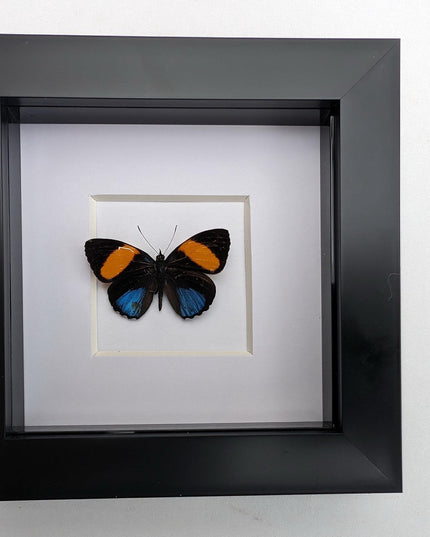 Callicore tolima, blue-and-orange eighty-eight, butterfly from peru, frame 4" x 4"