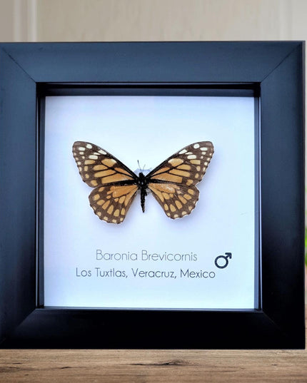 Framed baronia butterfly: veracruz mexico nature art