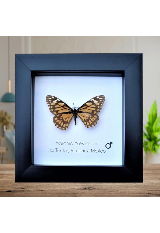 Framed baronia butterfly: veracruz mexico nature art