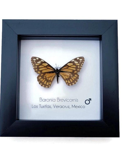 Framed baronia butterfly: veracruz mexico nature art