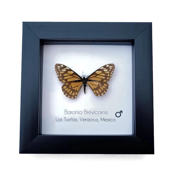 Framed baronia butterfly: veracruz mexico nature art