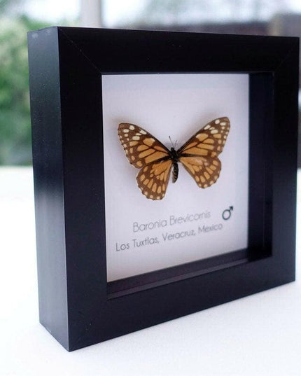 Framed baronia butterfly: veracruz mexico nature art