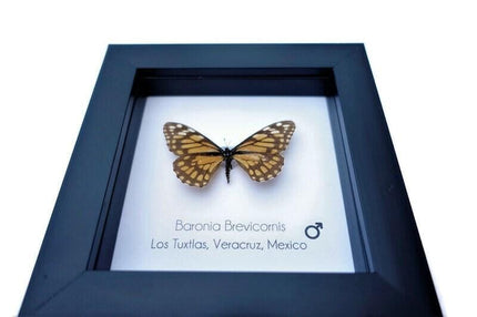 Framed baronia butterfly: veracruz mexico nature art