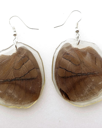 Real butterfly earrings, historis odius wings resinwork
