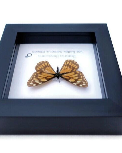 Framed baronia butterfly: veracruz mexico nature art