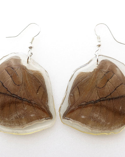 Real butterfly earrings, historis odius wings resinwork