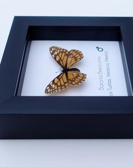 Framed baronia butterfly: veracruz mexico nature art