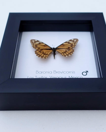 Framed baronia butterfly: veracruz mexico nature art