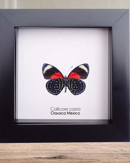Callicore casta, astarte eighty-eight, butterfly from peru, front side, frame 4" x 4"
