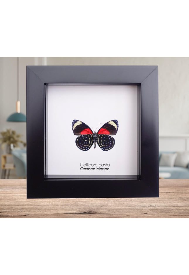 Callicore casta, astarte eighty-eight, butterfly from peru, front side, frame 4" x 4"