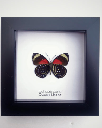 Callicore casta, astarte eighty-eight, butterfly from peru, front side, frame 4" x 4"