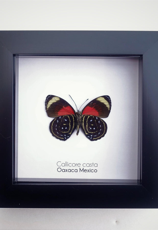 Callicore casta, astarte eighty-eight, butterfly from peru, front side, frame 4" x 4"