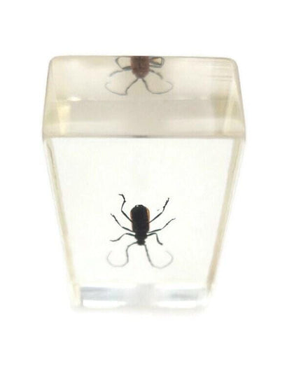 Cerambycidae Beetle Specimen in Resin Block, Ethically Sourced Insect Art