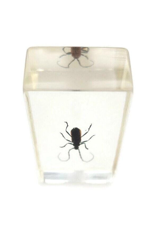 Cerambycidae Beetle Specimen in Resin Block, Ethically Sourced Insect Art