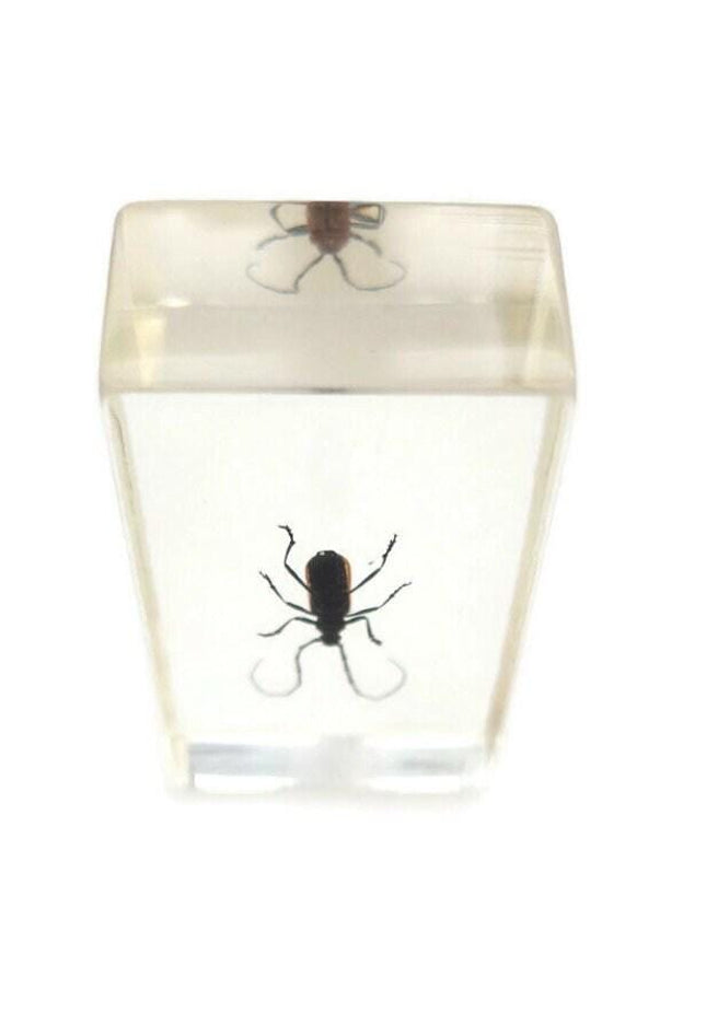 Cerambycidae Beetle Specimen in Resin Block, Ethically Sourced Insect Art