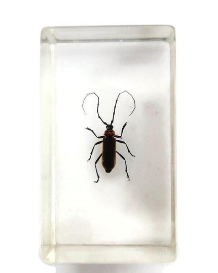 Cerambycidae Beetle Specimen in Resin Block, Ethically Sourced Insect Art