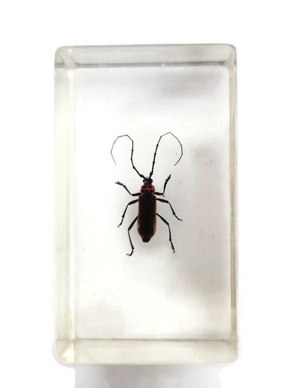 Cerambycidae Beetle Specimen in Resin Block, Ethically Sourced Insect Art