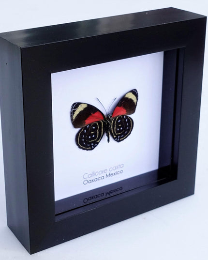 Callicore casta, astarte eighty-eight, butterfly from peru, front side, frame 4" x 4"