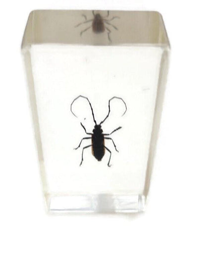 Cerambycidae Beetle Specimen in Resin Block, Ethically Sourced Insect Art
