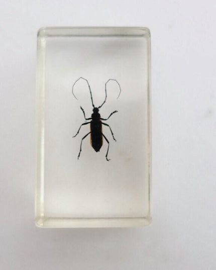 Cerambycidae Beetle Specimen in Resin Block, Ethically Sourced Insect Art
