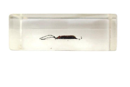 Cerambycidae Beetle Specimen in Resin Block, Ethically Sourced Insect Art