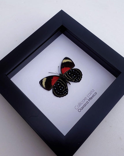 Callicore casta, astarte eighty-eight, butterfly from peru, front side, frame 4" x 4"