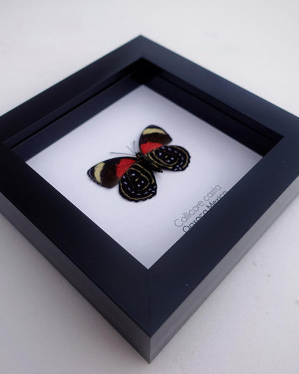 Callicore casta, astarte eighty-eight, butterfly from peru, front side, frame 4" x 4"
