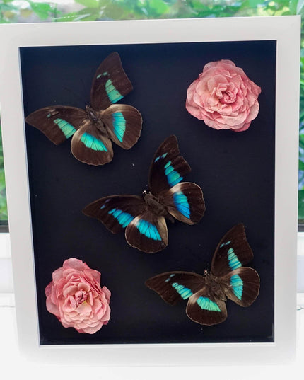 Dried flower butterfly arrangement: pink roses, one-spotted prepona, framed art (8x10)
