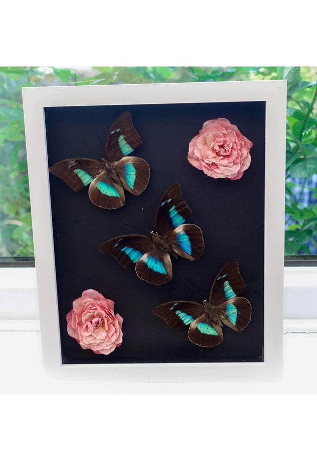 Dried flower butterfly arrangement: pink roses, one-spotted prepona, framed art (8x10)